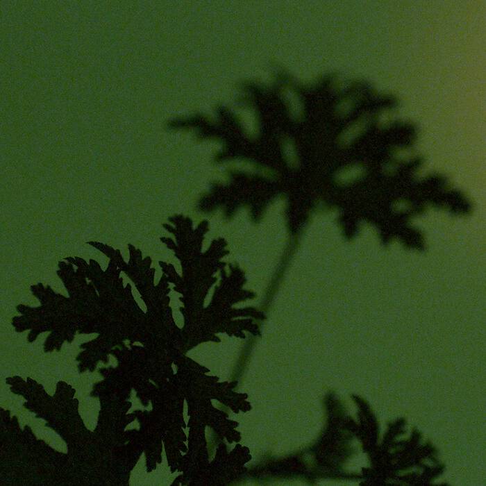 Aesop_Geranium_Leaf_Product_PDP_In-Situ_Ingredient_2000x2000px-3